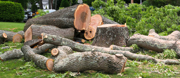 Best Tree Maintenance Programs  in Catalina, AZ